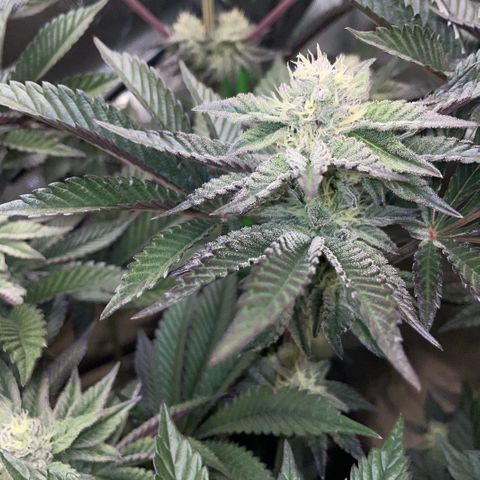 Cereal Milk #3 by KilliczGe growlog timeline photo