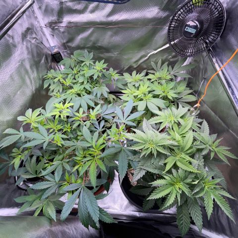 Dante’s Inferno - Mile High Dave by KilliczGe growlog timeline photo