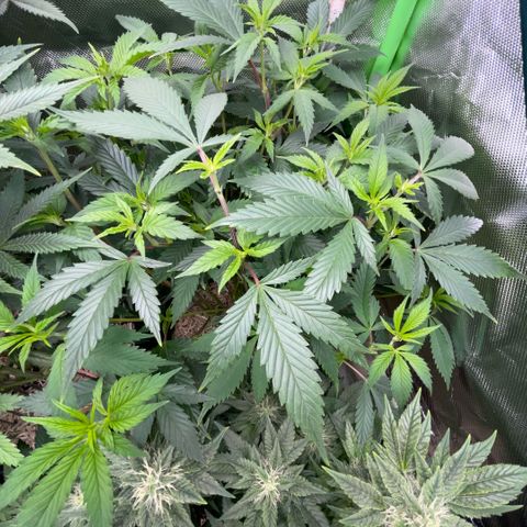 Tangerine Dream Clon #1 by KilliczGe growlog timeline photo