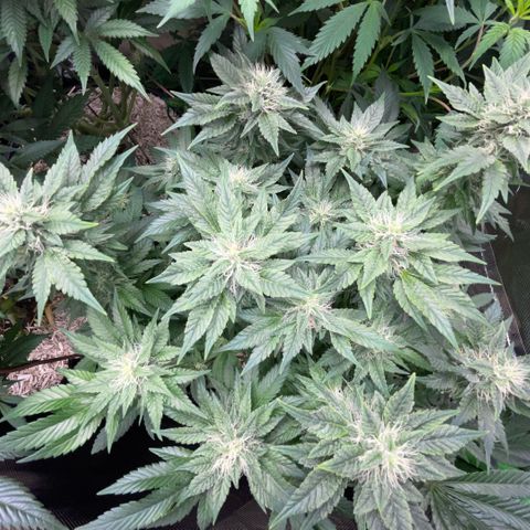 Big Bud by KilliczGe growlog timeline photo