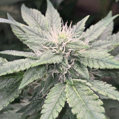 Big Bud by KilliczGe growlog timeline photo