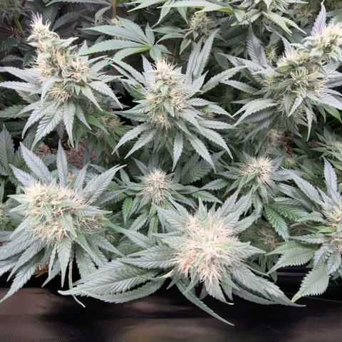 Permanent Marker by KilliczGe growlog timeline photo