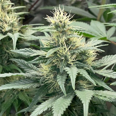 Permanent Marker by KilliczGe growlog timeline photo