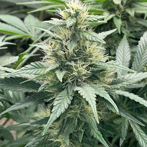 Permanent Marker by KilliczGe growlog timeline photo