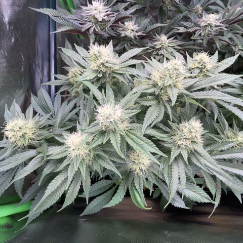 Purple Zkittlez #2 by KilliczGe growlog timeline photo