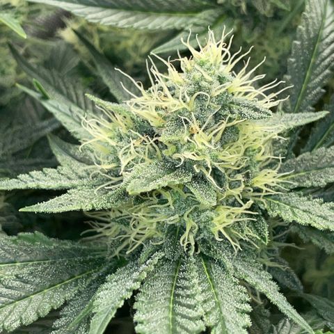 Purple Zkittlez #2 by KilliczGe growlog timeline photo