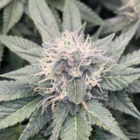 Purple Zkittlez #1 by KilliczGe growlog timeline photo