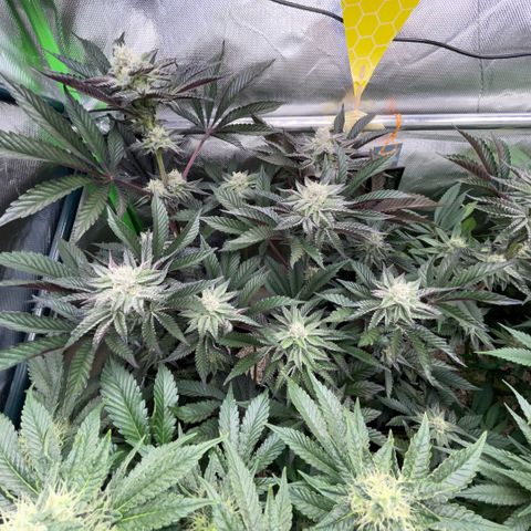 Cereal Milk #3 by KilliczGe growlog timeline photo