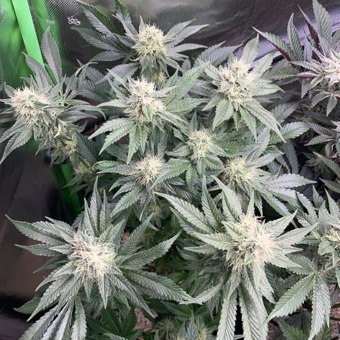 Purple Zkittlez #2 by KilliczGe growlog timeline photo