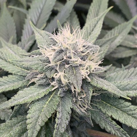 Purple Zkittlez #1 by KilliczGe growlog timeline photo