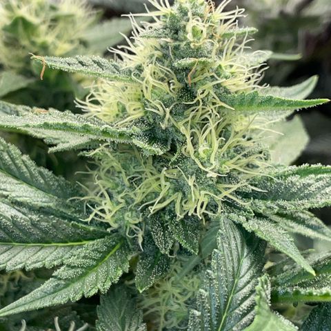 Purple Zkittlez #2 by KilliczGe growlog timeline photo