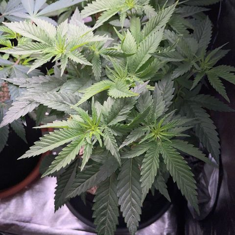 Dante’s Inferno - Mile High Dave by KilliczGe growlog timeline photo