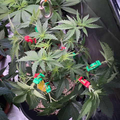 Dante’s Inferno - Mile High Dave by KilliczGe growlog timeline photo