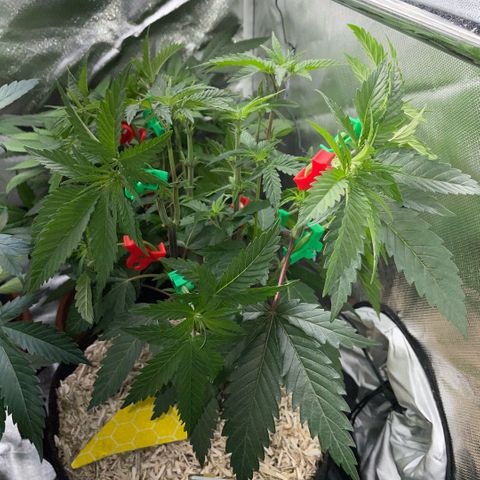 Dante’s Inferno - Mile High Dave by KilliczGe growlog timeline photo