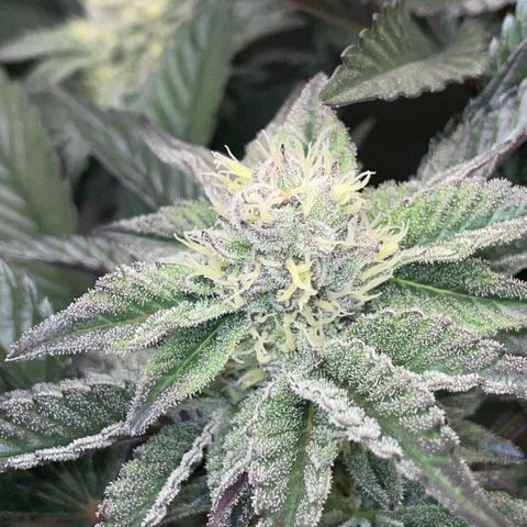 Cereal Milk #3 by KilliczGe growlog timeline photo