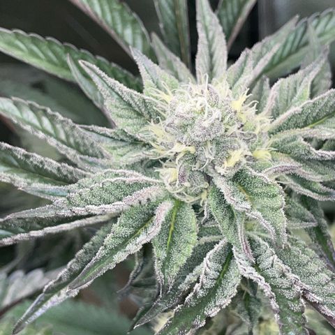 Cereal Milk #3 by KilliczGe growlog timeline photo