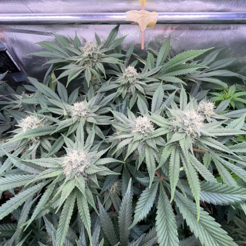 Purple Zkittlez #1 by KilliczGe growlog timeline photo