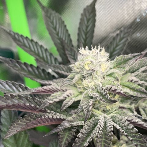 Cereal Milk #3 by KilliczGe growlog timeline photo