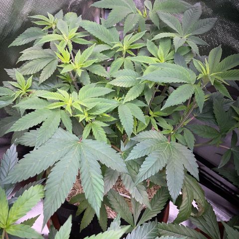 Big Bud 1 Klon 1 by KilliczGe growlog timeline photo