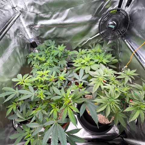 Dante’s Inferno - Mile High Dave by KilliczGe growlog timeline photo