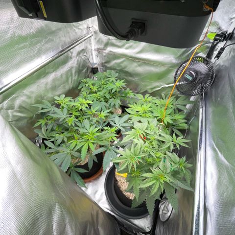 Dante’s Inferno - Mile High Dave by KilliczGe growlog timeline photo