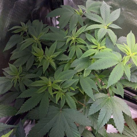 Big Bud 1 Klon 1 by KilliczGe growlog timeline photo