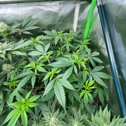 Tangerine Dream Clon #1 by KilliczGe growlog timeline photo