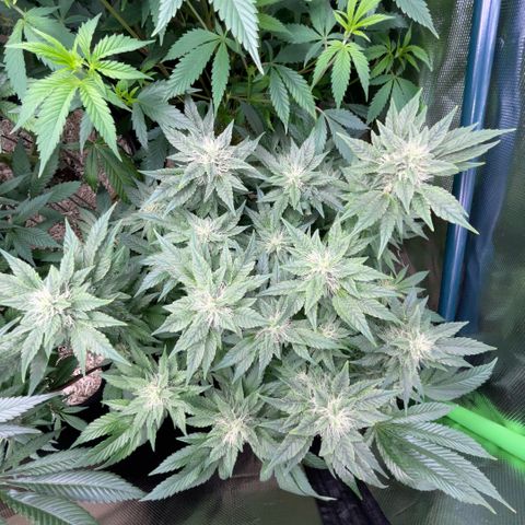 Big Bud by KilliczGe growlog timeline photo