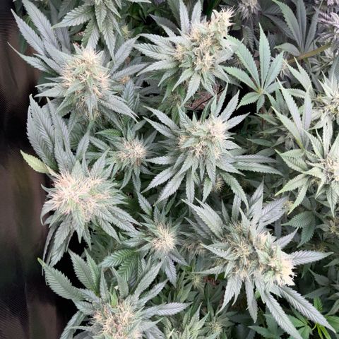 Permanent Marker by KilliczGe growlog timeline photo