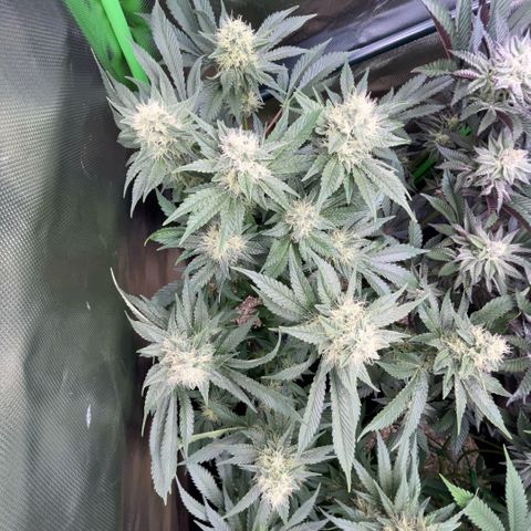 Purple Zkittlez #2 by KilliczGe growlog timeline photo