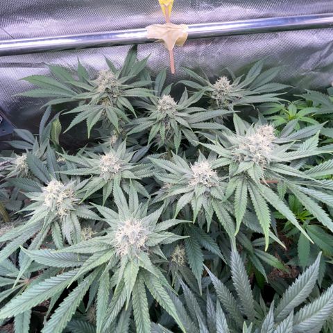 Purple Zkittlez #1 by KilliczGe growlog timeline photo