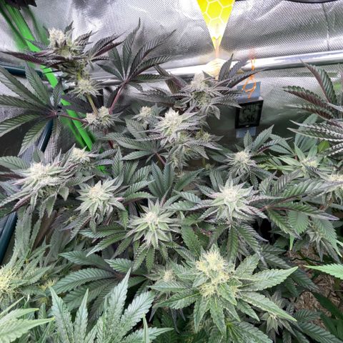 Cereal Milk #3 by KilliczGe growlog timeline photo