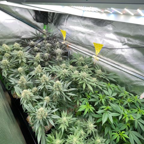 Cereal Milk #3 by KilliczGe growlog timeline photo