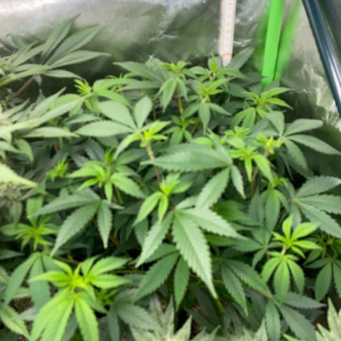 Tangerine Dream Clon #1 by KilliczGe growlog timeline photo