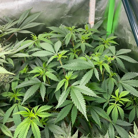 Tangerine Dream Clon #1 by KilliczGe growlog timeline photo