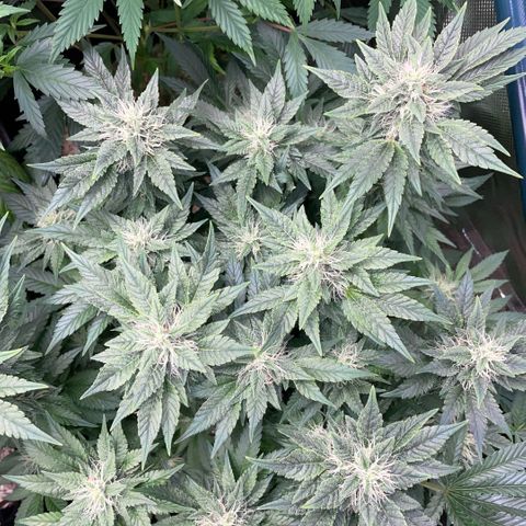 Big Bud by KilliczGe growlog timeline photo