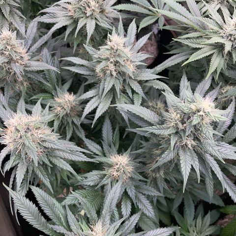 Permanent Marker by KilliczGe growlog timeline photo