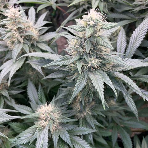 Permanent Marker by KilliczGe growlog timeline photo