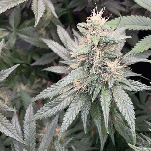 Permanent Marker by KilliczGe growlog timeline photo