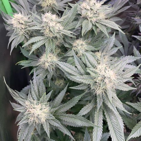 Purple Zkittlez #2 by KilliczGe growlog timeline photo