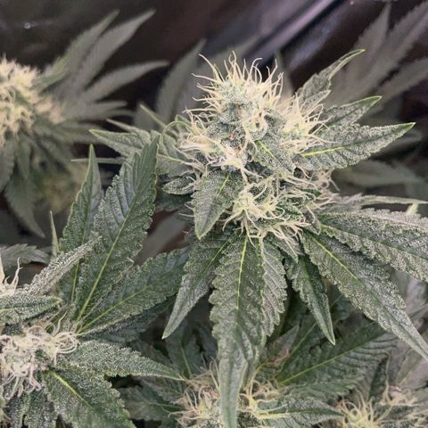 Purple Zkittlez #2 by KilliczGe growlog timeline photo