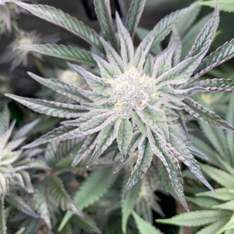 Cereal Milk #3 by KilliczGe growlog timeline photo