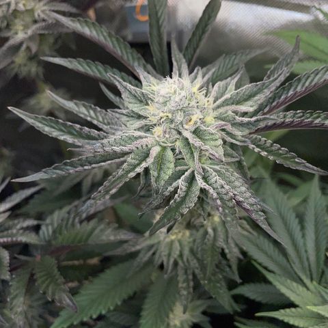 Cereal Milk #3 by KilliczGe growlog timeline photo