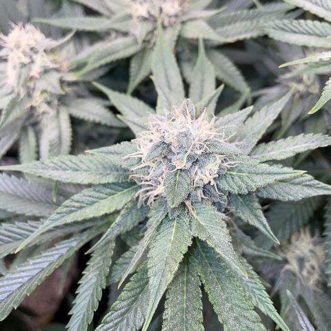 Purple Zkittlez #1 by KilliczGe growlog timeline photo