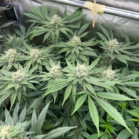 Purple Zkittlez #1 by KilliczGe growlog timeline photo