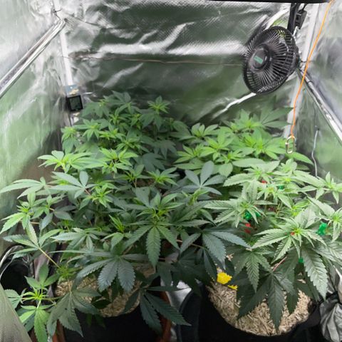 Dante’s Inferno - Mile High Dave by KilliczGe growlog timeline photo