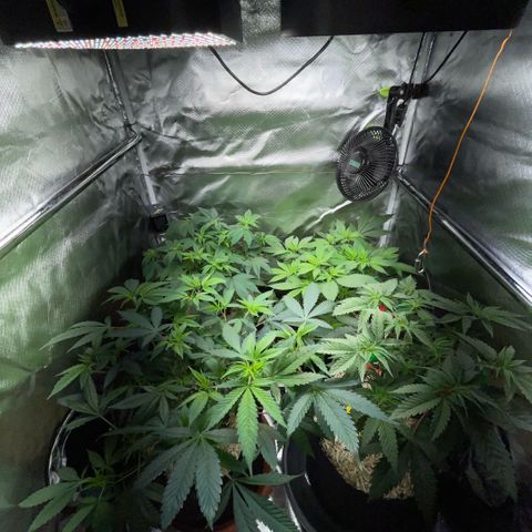 Dante’s Inferno - Mile High Dave by KilliczGe growlog timeline photo