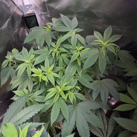 Big Bud 1 Klon 1 by KilliczGe growlog timeline photo