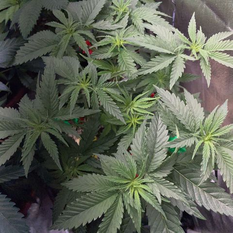 Dante’s Inferno - Mile High Dave by KilliczGe growlog timeline photo