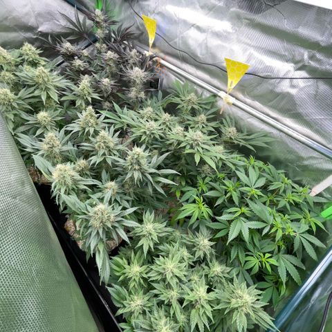 Cereal Milk #3 by KilliczGe growlog timeline photo